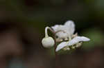 Pipsissewa <BR>Spotted wintergreen